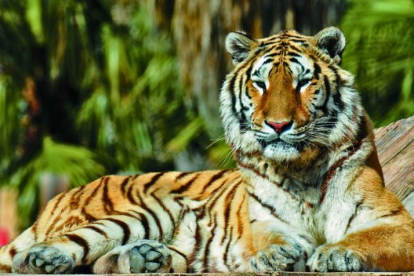 Зоопарки и океанариум в Аликанте