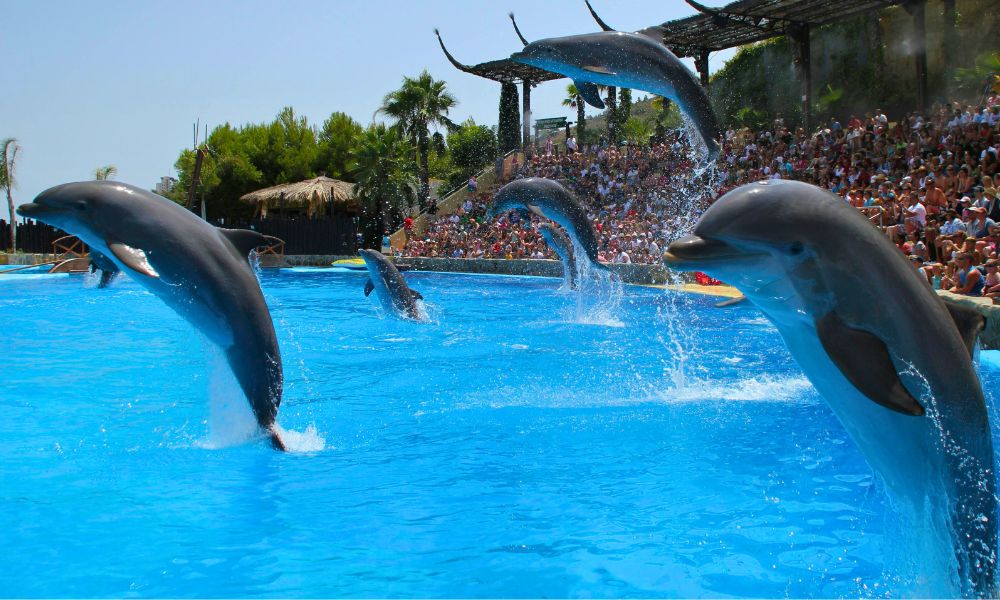 Океанариум Mundomar в Аликанте