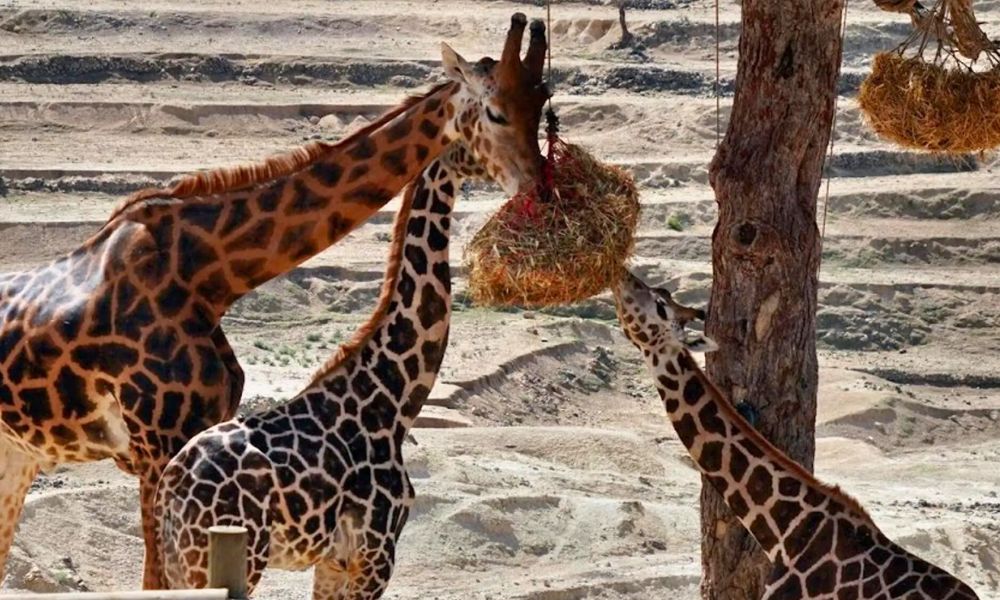 Сафари парк Safari Aitana в Аликанте