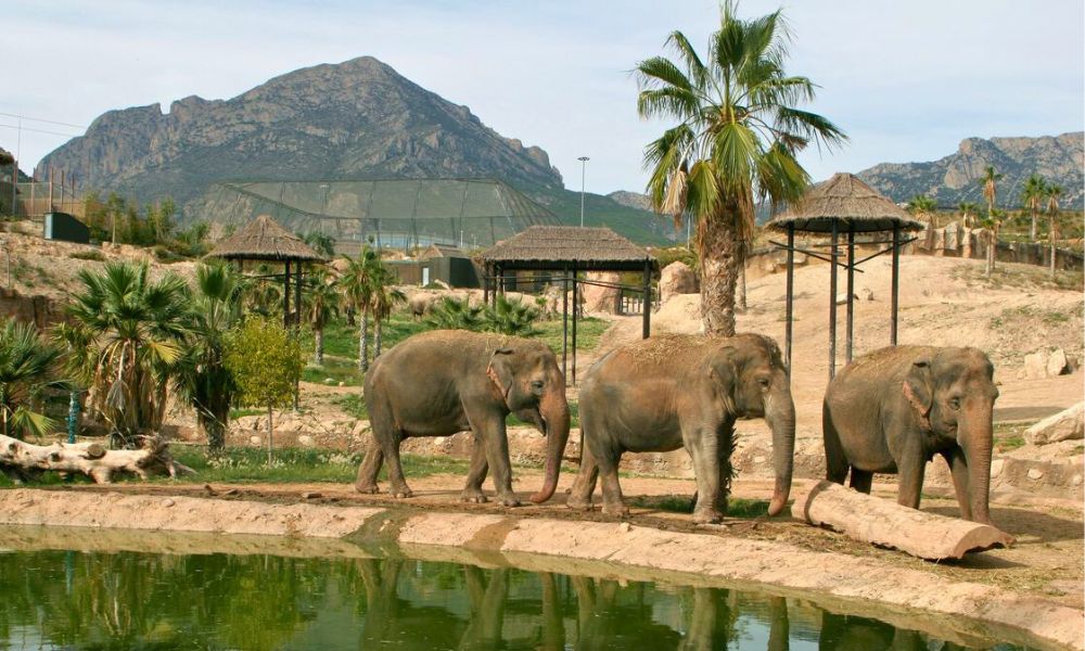 Зоопарк Terra Natura в Аликанте